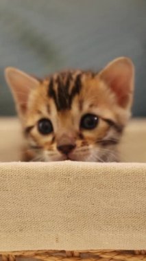 Şirin küçük bir kedi garip bir şekilde sıcacık, yumuşak bir sepetten dışarı bakar, sıcaklığını ve merakını belli eder.