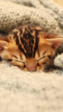 Küçük sevimli bir kedi yavrusu sıcak bir battaniyenin altında huzur içinde uyuyor ve güzel yumuşak kürk desenlerini sergiliyor.