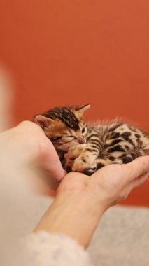 Sevimli ve sevimli bir Bengal kedisi sıcak ellerde huzur içinde dinleniyor samimi ve davetkar bir arka plana karşı.