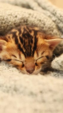 Şirin bir Bengal kedisi, onu rahatlatan yumuşak ve sıcak bir battaniyeye sarılıp huzur içinde uyuyor.