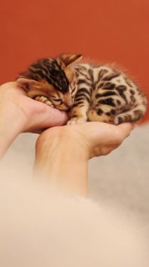 Sevimli bir Bengal kedisi huzur içinde uyur. Yumuşak ellerde. Tüm evcil hayvan severler için mükemmel.