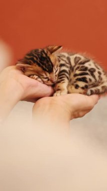 Şirin bir Bengal kedisi narin ellerde huzurlu bir şekilde uyuyor, kendine has ve benzersiz palto desenlerini sergiliyor.