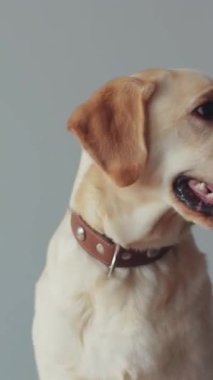 Neşeli ve mutlu sarı bir Labrador Retriever gülüyor, dost canlısı ve neşeli doğasını sergiliyor.