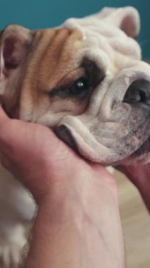 Sevecen bir bulldog 'un, sahibinin şefkatli ilgisinden ve sevgi dolu ilgisinden zevk almasının yakın görüntüsü.