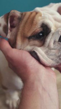 Sevecen doğasını sergileyen sevgi dolu bir bulldog, sadık sahibinin rahatlatıcı ilgisinden zevk alır.