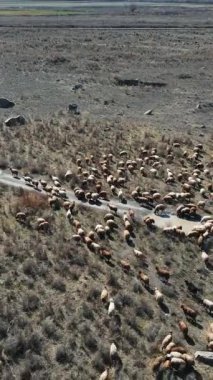 Büyük bir sığır sürüsü kurak bir araziye yayılıyor, çiftlik ve tarım uygulamaları sergileniyor.