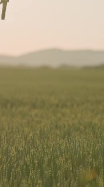 Güzel ve dingin yeşil bir tarla, rüya gibi arka planda yumuşak tepeler, sabahın erken saatlerinde çekilmiş.