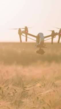 Uçsuz bucaksız altın bir buğday tarlasının büyüleyici altın saatindeki nefes kesici güzelliğini bir dron yakalar.