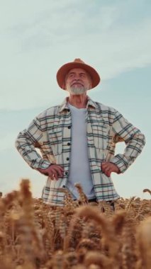 Düşünceli bir çiftçi gururla durur engin altın buğday tarlasında Parlak mavi gökyüzünün altında Gün ışığıyla dolu
