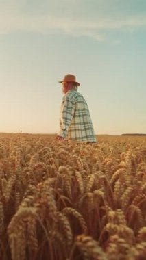 Gün batımında altın bir buğday tarlasında gezinen bir bireyin huzurlu ve huzurlu bir sahnesi.