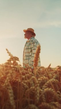 Gün batımında altın buğday tarlalarında huzurlu bir gezinti yapan bir çiftçi zengin bir hasatı yansıtır..