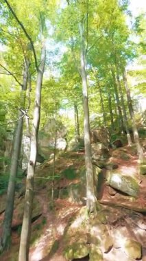 Derin orman FPV İHA uçuşu. Yoğun, güzel, yeşil orman ormanlarında büyük, sinematik kayalarla uçuyor. Saf doğa. Yalnız gezen erkek turist. Seyahat et. Yolculuk.