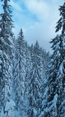 Muhteşem kış manzarasının FPV uçuş görüntüleri, köknar ağacı ormanları ve dağ tepeleri karla kaplıydı. Kar mevsimi. Manzara. Doğa ilhamı.