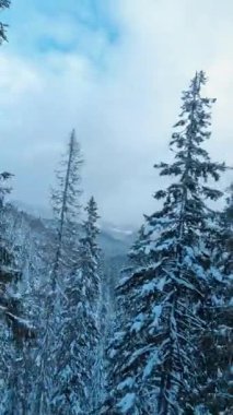 Beyaz sinematik kış manzarasının manevra kabiliyetli FPV drone görüntüleri. Dağ vadisindeki donmuş Noel ağaçlarını kar kapladı. Manzara. İlham.