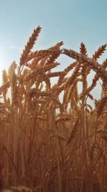 Saha görüntüsü. Hasat sırasında olgunlaşmış buğday başaklarını yakın çekim. Mavi gökyüzünün arka planında güzel altın rengi kuru buğday görüntüsü. Tarım kavramı. Köy. Çiftçilik