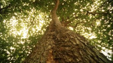 Parlak yeşil yapraklarla süslenmiş uzun bir ağaç gövdesinin nefes kesici ve çarpıcı manzarası.