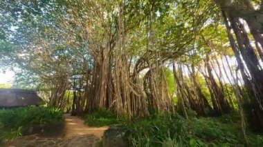 Işık ve gölgeler büyüleyici bir atmosfer yaratırken, yükselen ağaçlar ve canlı yapraklarla, güneşli bir orman yolunda huzurlu bir yolculuk.