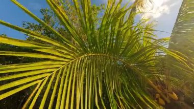 Rüzgarda sallanan bir palmiye ağacının olduğu huzurlu bir tropikal manzara. Güneş ışığı yeşil yaprakların arasından süzülüp bir ışık ve gölge oyunu yaratır.