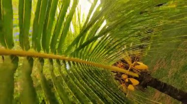 Bu videoda tropik bir cennetin huzur veren güzelliğini görün. Görkemli palmiye ağaçları sallanıyor, altın bir parıltının altında yemyeşil bir gölgelik oluşturuyor.