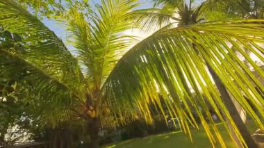 Güneşli bir günde, güneş ışığı palmiye ağaçlarının arasından süzülür, yumuşak gölgeler ve canlı yeşilliklerle sakin bir atmosfer yaratır, barışı davet eder.