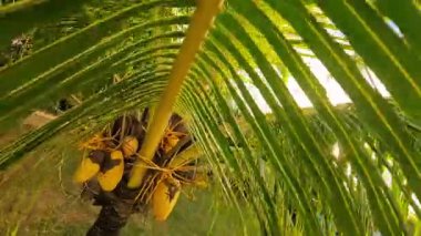 Tropikal bir cennetin huzurlu güzelliğini hissedin. Güneş ışığı palmiye yapraklarının arasından süzülüyor ve dallardan sarkan sarı hindistan cevizleri.