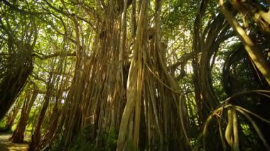 Büyüleyici, büyüleyici bir manzara yükselen banyan ağaçlarının güzel, gür, canlı yeşilliklerle çevrili