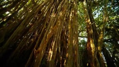 Şaşırtıcı ağaç örtülerini keşfedin. Karmaşık kökler ve yaprakların arasından süzülen benekli güneş ışığı..