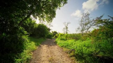 Huzurlu ve huzurlu toprak yol canlı yeşilliklerle ve açık hava maceraları için mükemmel mavi gökyüzüyle kaplıdır.