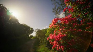 Büyüleyici bougainvillea çiçekleri neşe içinde güneşleniyorlar, canlı renklerini ve yemyeşil renklerini sergiliyorlar.