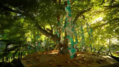 Güzel süslenmiş bir ağaç, canlı mavi ve beyaz süslemeler sergiliyor, yumuşak güneş ışığıyla hafifçe aydınlatılıyor.