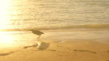 Yalnız bir kuş güneşli bir kumsalda yürüyor, doğanın sükunetini ve çarpıcı güzelliğini mükemmel bir şekilde somutlaştırıyor.
