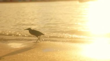 Yalnız bir kuş gün batımında güneşli bir plajda dolaşır, dingin ve güzel bir sahnede sükuneti somutlaştırır.