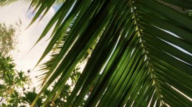 Bereketli yeşil palmiye yaprakları, parlak mavi bir gökyüzünün altında yavaşça sallanıyor. Tropikal temalı görseller ve doğa için mükemmel.