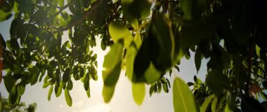 Parlak güneş, uzun bir ağacın canlı yeşil yaprakları arasında güzel bir şekilde parlıyor. Göz kamaştırıcı bir ışık ve gölge gösterisi yaratıyor.