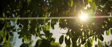 Güneşin yemyeşil ağaçların arasından süzüldüğü sakin bir parka dalın. Canlı yeşillikler açık bir gökyüzü altında rüzgarda dans ediyor, barışı davet ediyor.