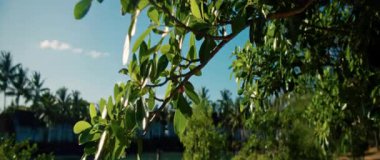 Bu video, açık mavi gökyüzüne karşı yemyeşil yaprakları ve renkli çiçekleri olan canlı bir ağacın güzelliğini gözler önüne seriyor.