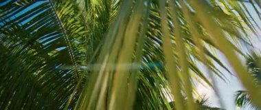 Güneş ışığının palmiye ağaçlarının arasından süzülüp rahatlatıcı bir atmosfer yarattığı tropikal cennetin dingin güzelliğine dalın.