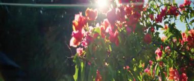 Pembe ve turuncu çiçekli canlı bir çalı güneşte güneşlenir, yemyeşil yaprakları berrak mavi gökyüzüne zıt düşer, sakin bir manzara yaratır.