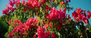 Video, berrak mavi gökyüzünün altında parlak pembe çiçek çalıları ve yeşil yapraklarla güneşli günlerin cazibesini somutlaştıran dingin doğayı gösteriyor.