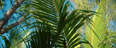 Bu videoda meltemde sallanan bir palmiye ağacı görülüyor. Mavi gökyüzüne yakın plan yeşil yapraklar, gevşemeyi çağrıştırıyor.