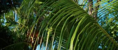 Bu video, rüzgarda sallanan palmiye ağaçlarını sergiliyor. Güneşli bir günde, mavi gökyüzüne karşı karışık yapraklarının görüntüsünü çekiyorlar.