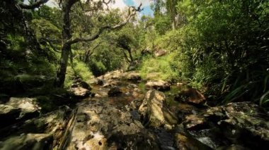 Berrak bir mavi gökyüzünün altında canlı bitki örtüsü ve köpüklü suyla süslenmiş huzurlu bir dere keşfedin.
