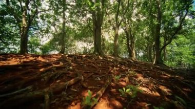Çok güzel canlı bir orman sahnesi. Yerde karmaşık ağaç kökleri sergileniyor. Hepsi de güneş ışığıyla aydınlatılıyor.