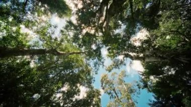 Berrak, berrak mavi gökyüzünün altında canlı, renkli yapraklarla çevrili uzun ağaçların nefes kesici ve çarpıcı manzarası.