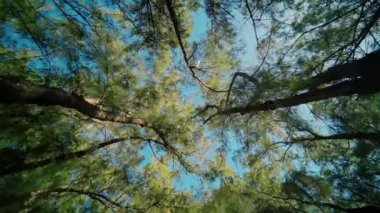 Bu parlak mavi gökyüzüne karşı canlı yeşil ağaçlardan oluşan yemyeşil bir gölgeliğin sergilendiği çarpıcı bir tepeden görünüşü.