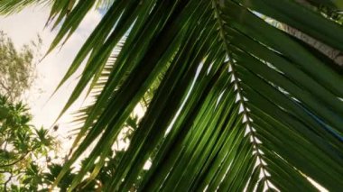 Titrek palmiye yaprakları, yemyeşil ve parlak mavi gökyüzünün ortasında dans ederken sıcacık güneş ışığını güzelce yakalar.