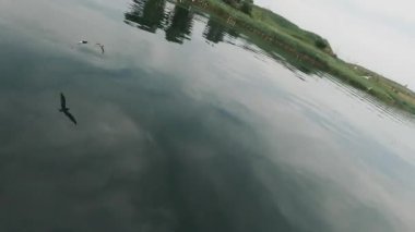 Resimli huzurlu nehrin üzerinde uçan bir çekim. Gölette yüzen kuş sürüsü. Idyllic su manzarası. Kırsal kesimde. Drone FPV hava aracı.