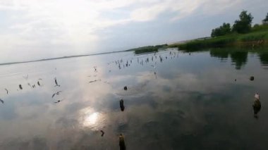 Sinema robotu kırsal doğaya uçuyor. Gölün üzerinde güneşli bir hava, yüzen vahşi kuş sürüleriyle huzurlu düz bir su. Doğal konsept.