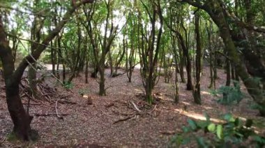 Hava aracı güneşli bir günde gizemli yeşil ormana uçuyor. Muhteşem eşsiz yağmur ormanları tropikal ağaçlar manzarası. Sihirli doğa. Seyahat kavramı.