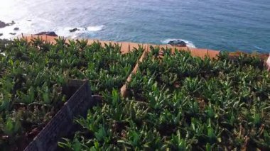 Sinema kuşbakışı kanarya yeşili yeşil ağaçlar tarlası manzarası. Tarım sektörü, turistik eğlence. Tropik adanın sinematik drone videosu.